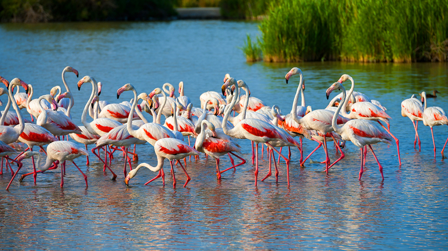 camargue-flamant-rose