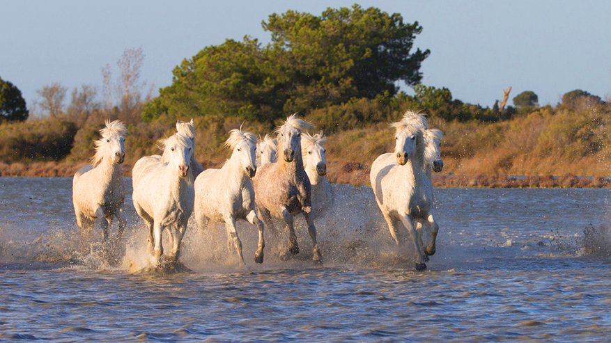 camargue-chevaux