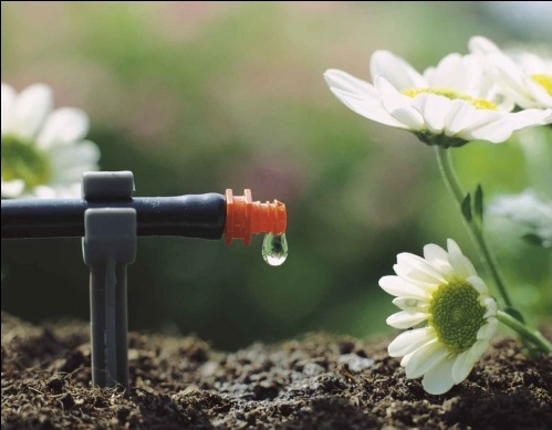 Arrosage-goutte-à-goutte-plante