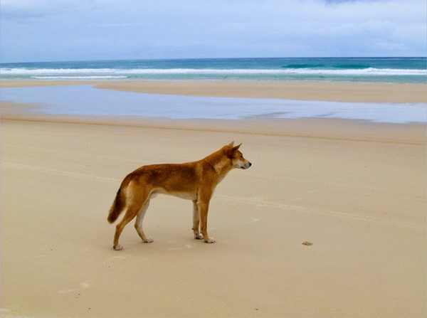 Dingo sur la plage de Fraser island en Australie