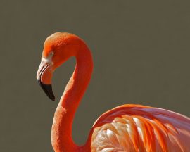 flamingo-bird-pink-tropical-64002