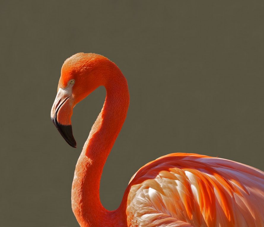 flamingo-bird-pink-tropical-64002
