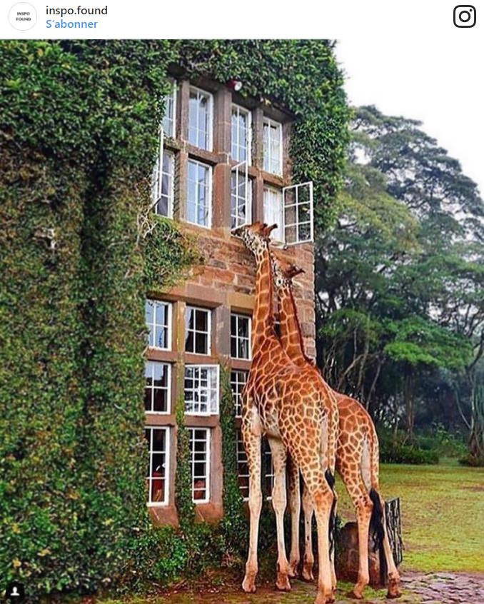 Petit-déjeuner avec les girafes