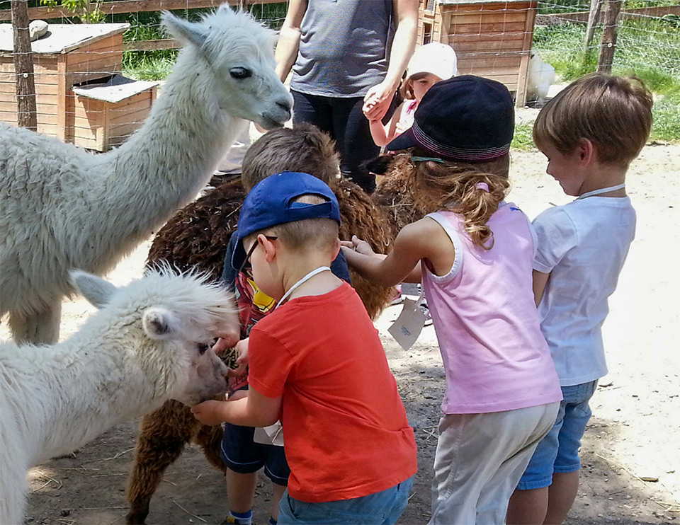 Des enfants touchent des lamas dans le parc animalier de Lussas en Ardèche