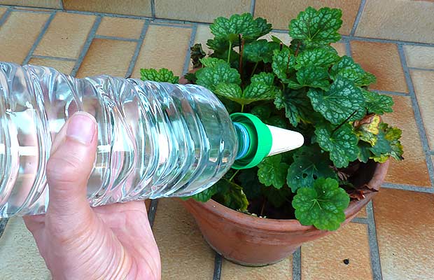 Comment s'occuper de ses plantes durant les vacances | Blog Tohapi